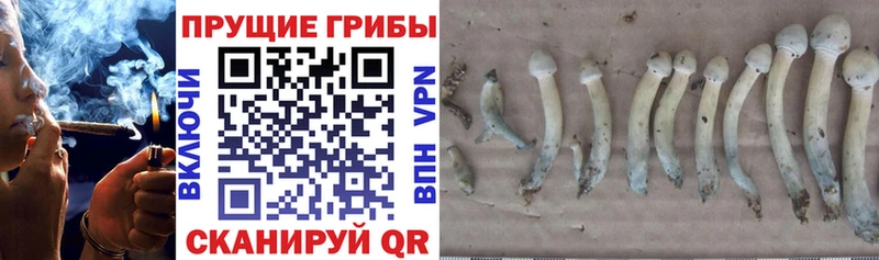 дарнет шоп  Вельск  Галлюциногенные грибы мухоморы 